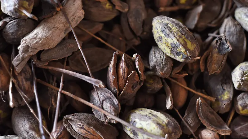 Productores de nuez le apuestan a lo orgánico